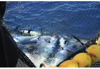 Yellowfin tuna is severely overfished in the Indian Ocean