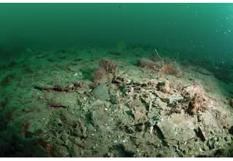 BEFORE Lyme Bay's seabed was so damaged that it was hard to believe that it could ever grow back