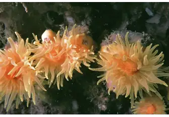 AFTER It took three years to begin to see growth in Lyme Bay, now corals are reestablished