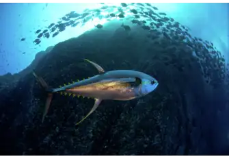 In 2023 Blue Marine will push for the recovery of Indian Ocean yellowfin tuna