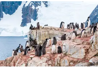 The Adelie are the smallest species of penguin to be found in Antarctica