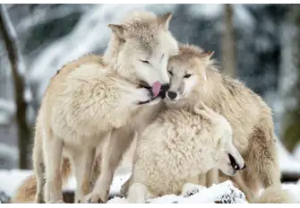 Alaskan wolves are known to live in packs of six or seven inclusive of parents and pups