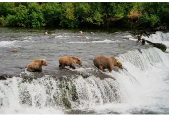 You might be lucky to witness the Alaskan brown bears bathing and hunting