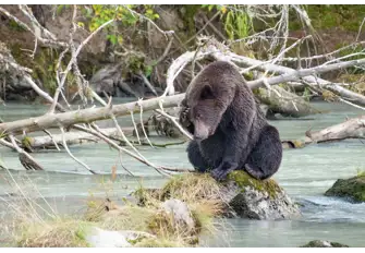 Alaskan bears are a common sight along this trail; you might be lucky to see them catching salmon