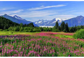 The Juneau trail is a thing of beauty. Indulge in the vibrant colours of the flowers and the picturesque mountainscape 