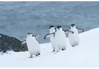 Chinstrap Penguins have been given the nickname Stonebreaker Penguins due to the loud shrieking noises they make&nbsp;