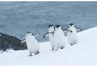 Chinstrap Penguins have been given the nickname Stonebreaker Penguins due to the loud shrieking noises they make