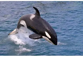 Orcas, commonly known as Killer Whales are the largest member of the dolphin family