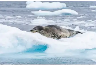 Leopard Seals sleep both on land and in the water. Whilst snoozing in the water they float in a standing position or float horizontally on the water's surface