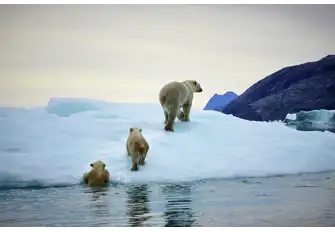The Arctic Circle is home to many animals especially the beautiful white polar bears