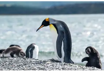 King Penguins can be recognized due to their stunning orange colors&nbsp;