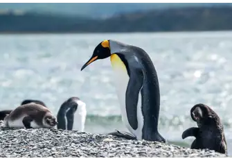 King Penguins can be recognized due to their stunning orange colors