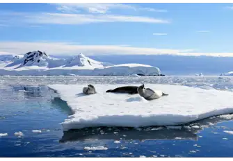 Crabeater Seals are a common sight to those who pass through The Gullet