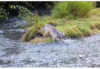 Visit some of Alaska's incredible wildlife in their natural habitats