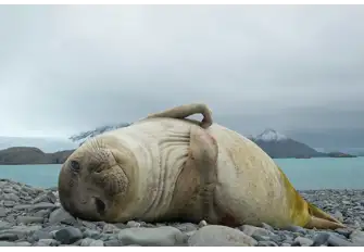 Male Elephant Seals are out lived by females, with female Elephant Seals living for over 20 years