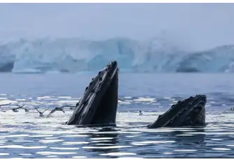 Antarctic Blue Whales are a beautiful sight above and below the waters surface