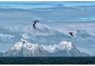 Put your binoculars to good use and keep an eye out for albatrosses 