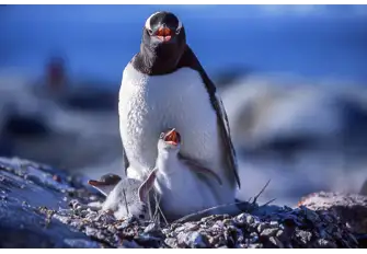 Experience the sea of penguins during hatching season, and even have the opportunity to see some of the baby penguins&nbsp;