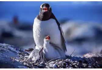 Experience the sea of penguins during hatching season, and even have the opportunity to see some of the baby penguins 