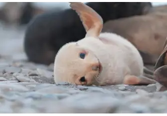 Baby fur seals can hold their breath underwater for up to two hours
