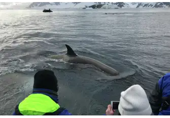 Hop on board an expedition vessel and explore all Antarctica has to offer 