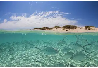 Jump in and explore the marine paradise of the Ningaloo Reef