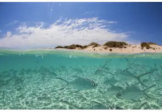 With temperate conditions all year round Ningaloo Reef is great for swimming, snorkelling and scuba diving