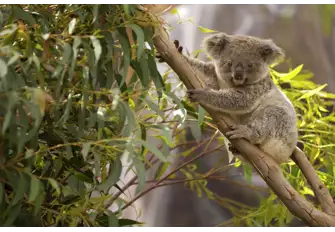 Can you say you've been to Australia, if you haven't seen a koala?