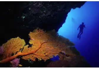The Great Barrier Reef allows for more than just a snorkeling adventure, with many wanting to get closer to the sea life