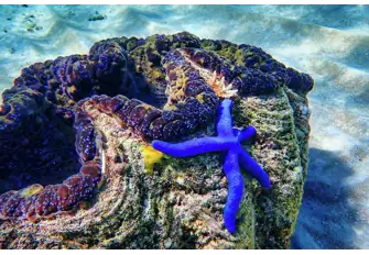Don't leave any nooks unexplored and discover the vibrant marine life Australia has to offer