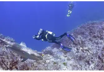 Swim alongside the reef-dwelling sharks of the Great Barrier Reef