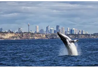 Have the chance to see humpback whales up close