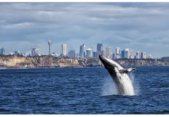 Have the chance to see humpback whales up close