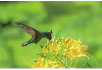 The Antillean crested hummingbird is just one of the natural wonders to look out for on a trek up to Mount Liamuiga's crater rim