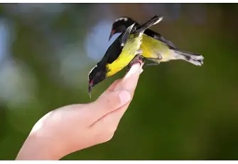 You'll have the Bananaquit birds eating out of your hand