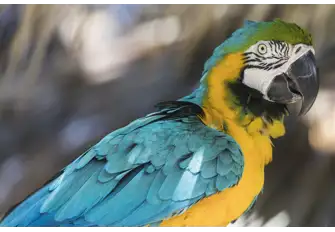 Don't miss the opportunity to see the majestic Bahamian Parrots