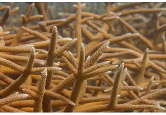 The Elkhorn and Staghorn corals that form the barrier are endangered in the Caribbean, and are considered to be important reef-builders in the region