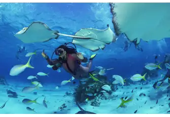 Explore the crisp clear waters of The Grenadines and discover the colourful sea-life that live below