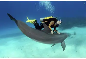 The Bahamas' diverse marine life offers snorkelers extraordinary experiences and sights 