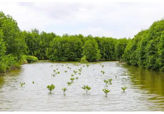 Mangroves have adapted to living in high salinity environments, and protect coastal communities