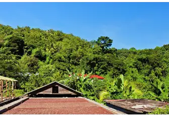 Belmont Estate used to grow coffee when founded by the French in the 1600s. Today cocoa is the main product