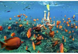 Vibrant reefs teem with colourful fish