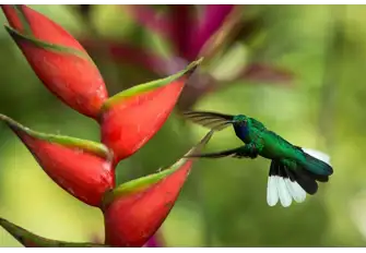 Keep your eyes peeled for the white-tailed sabrewing hummingbird