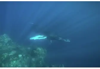 December also means you may see humpback whales migrating south from the chilly north Atlantic to give birth