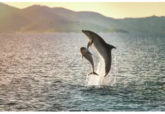 Take a moment to admire the beautiful dolphins as they elegantly jump out of the clear-blue water