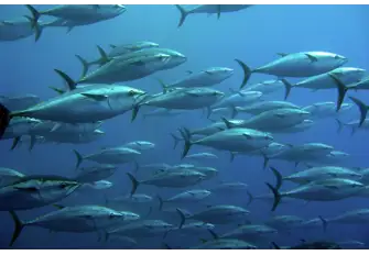 During the winter months the Dubai waters are full of tuna and king mackerel