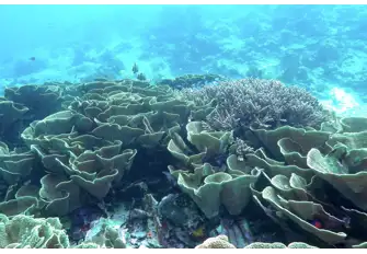 Fiji's coral reef houses close to 300 species of coral, cabbage coral being one of them 