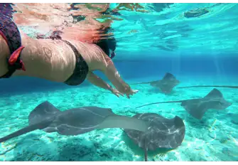 Swim alongside the stunning manta rays as you explore the clear waters of the Bora Bora Lagoon
