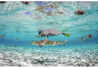 Explore under the surface and swim with reef sharks and other marine life 