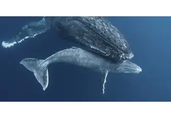 Admire the humpback whales and their babies as they swim by